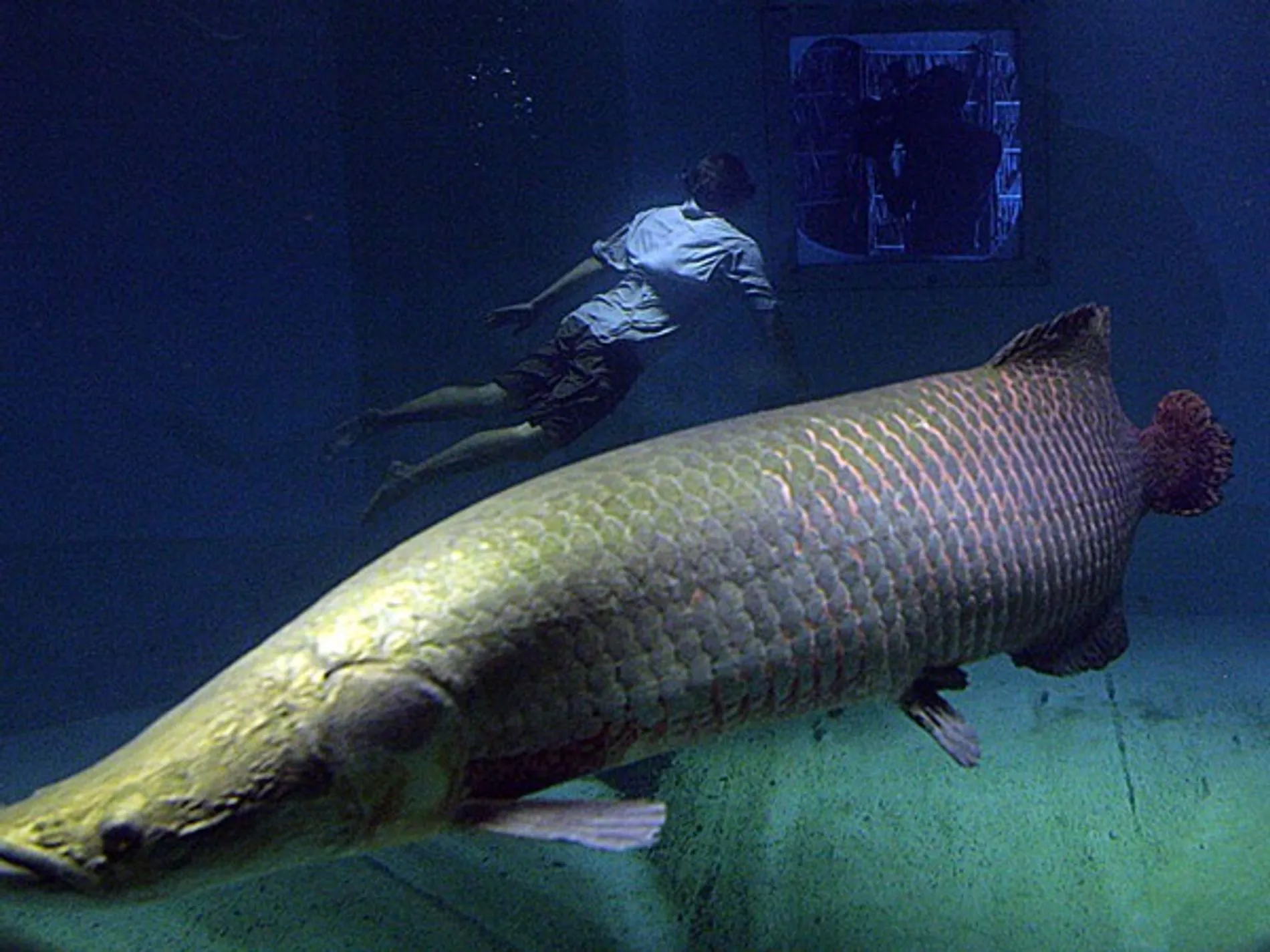 Fotogalería: Peces gigantes | National Geographic