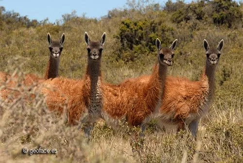 Fotografía 22 Los guanacos (Lama guanicoe) son tan abundantes en ...