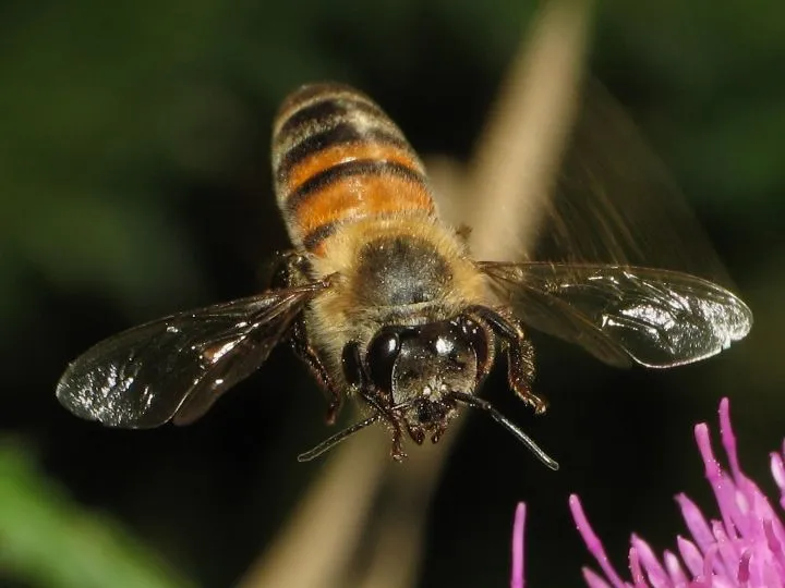 Fotografía Abeja Volando II de Gustavo Fernando Durán en FotoNat.org