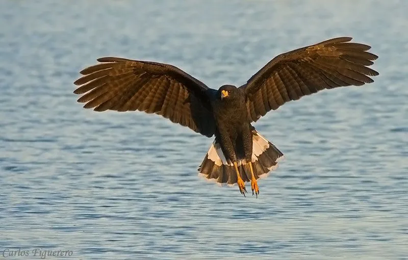 Fotografía Aguila Negra de Carlos Figuerero en FotoNat.org