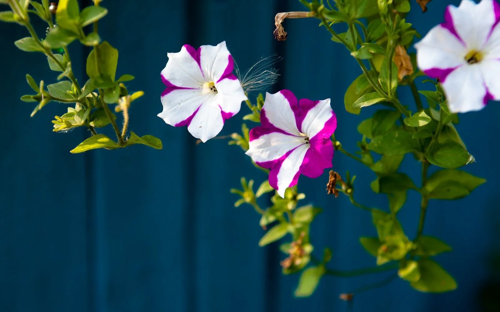 Fotografía de unas bellas flores blancas con detalles violetas ...