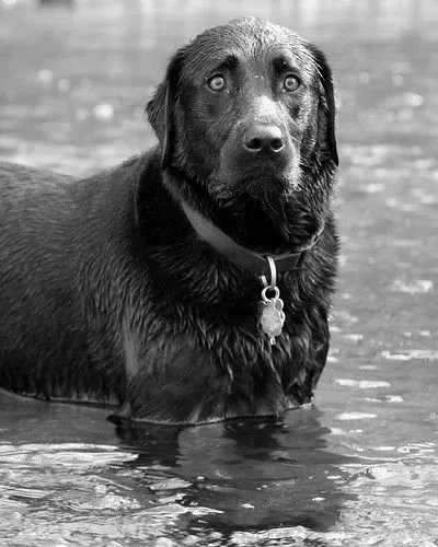 Fotografía en Blanco y Negro » Animales