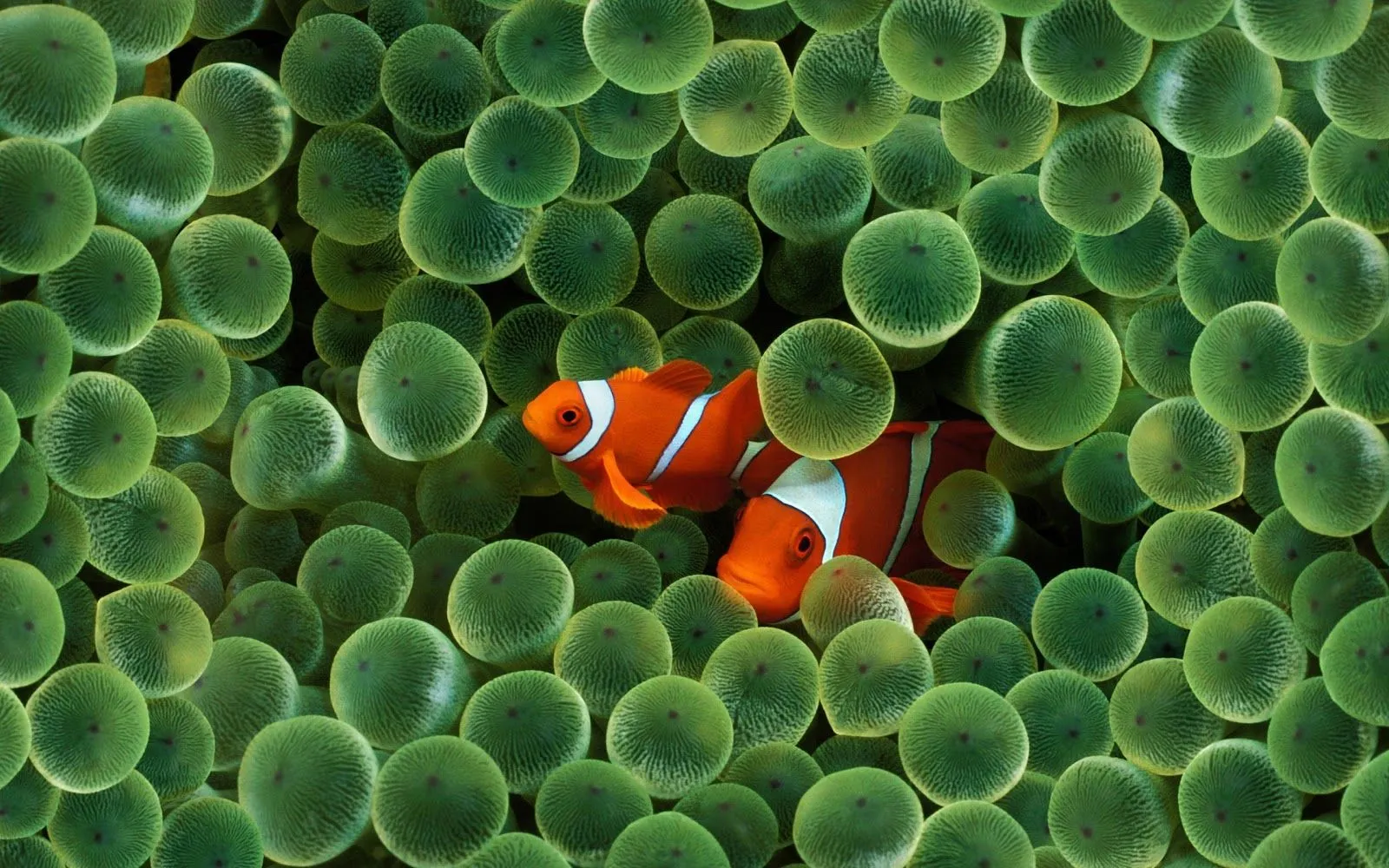 Fotografía de dos bonitos peces payaso | wallpapernarium