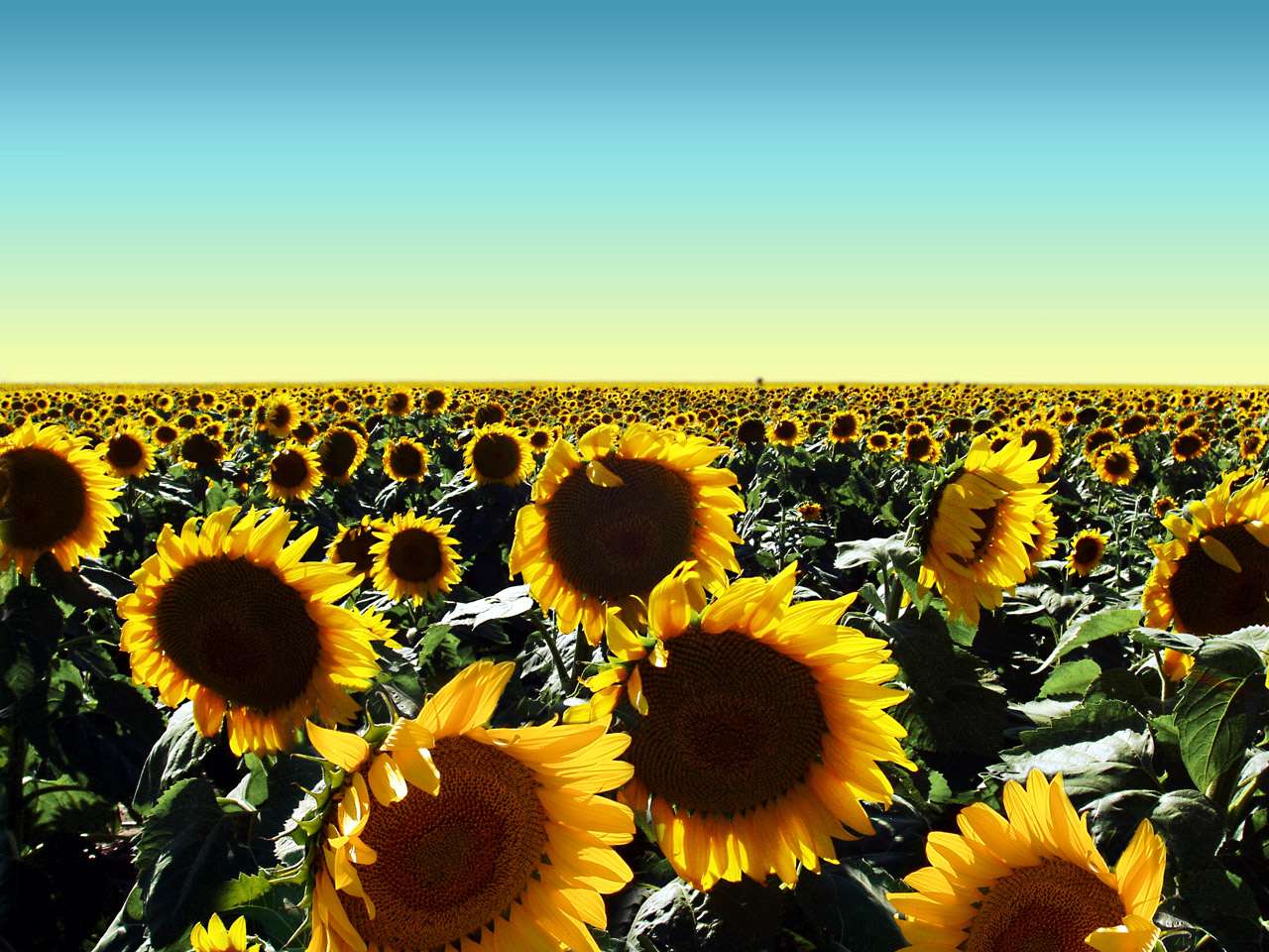 Fotografía Campo de Girasoles [Calidad Media Alta][Wallpaper]