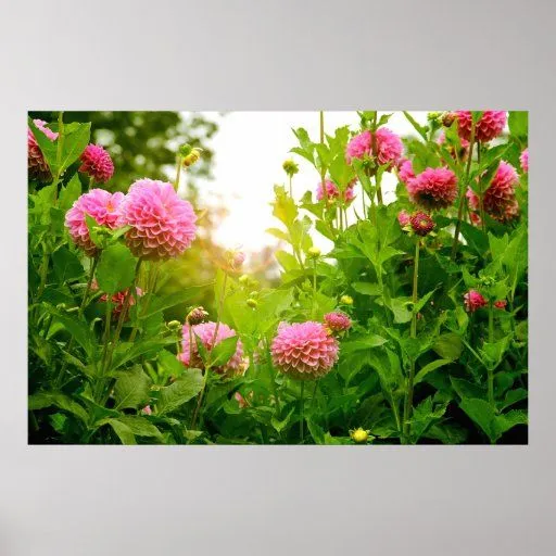 Fotografía exótica del paisaje de la flor posters de Zazzle.