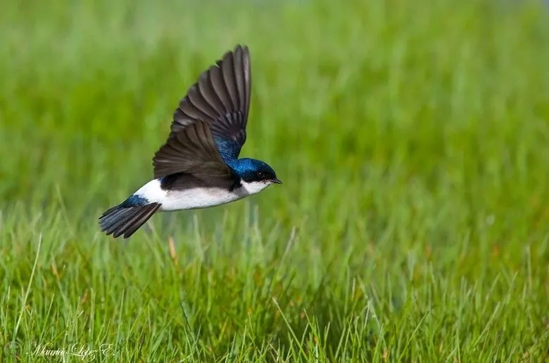 Fotografía Golondrina en vuelo de Mauricio López Escobar en ...