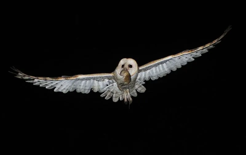 Fotografía lechuza (tyto alba) de Guillermo Ossa en FotoNat.org