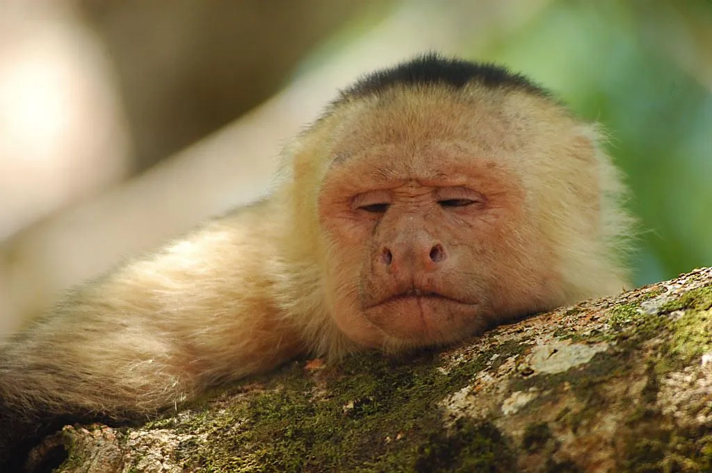 Fotografía de la Naturaleza - Alguazul: Mono Carablanca o Capuchino