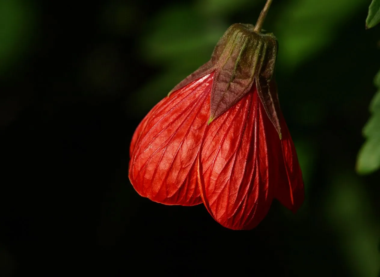 Fotografía de la Naturaleza: Campanita