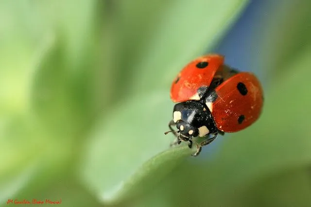 Fotografía de Naturaleza - JM Gavilán: Mariquita de siete puntos ...