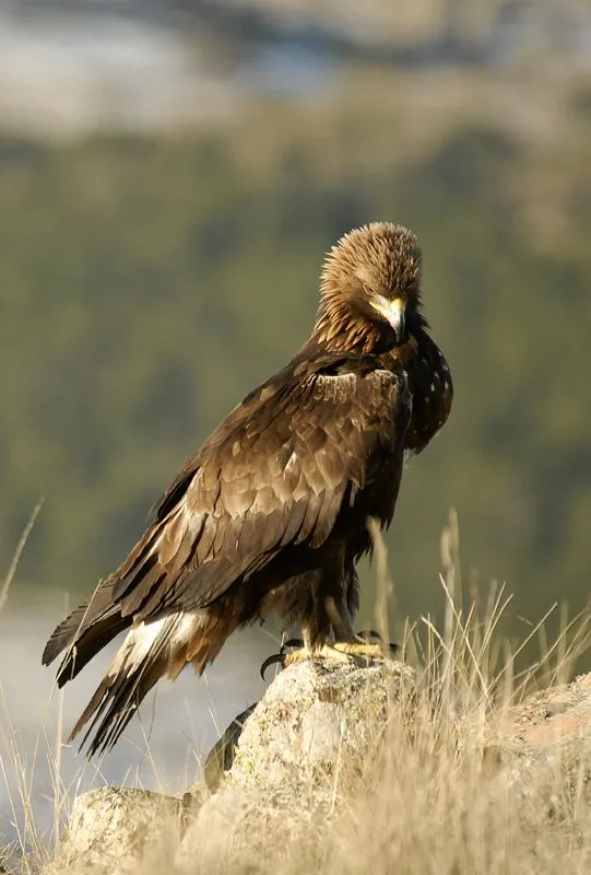 Fotografia de naturaleza de Juan Pablo Fuentes Serrano: Águila Real