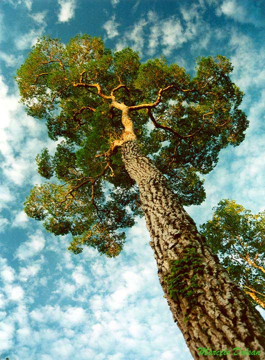 Fotografía Palo rosa de Marcelo Dolsan en FotoNat.org