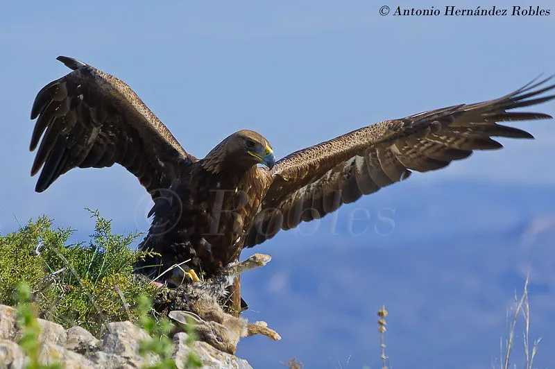 Fotografia de Vida Salvaje - Wildlife Photography: AGUILA REAL ...