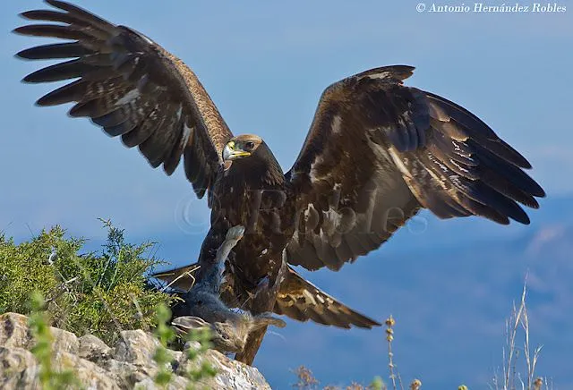 Fotografia de Vida Salvaje - Wildlife Photography: AGUILA REAL ...