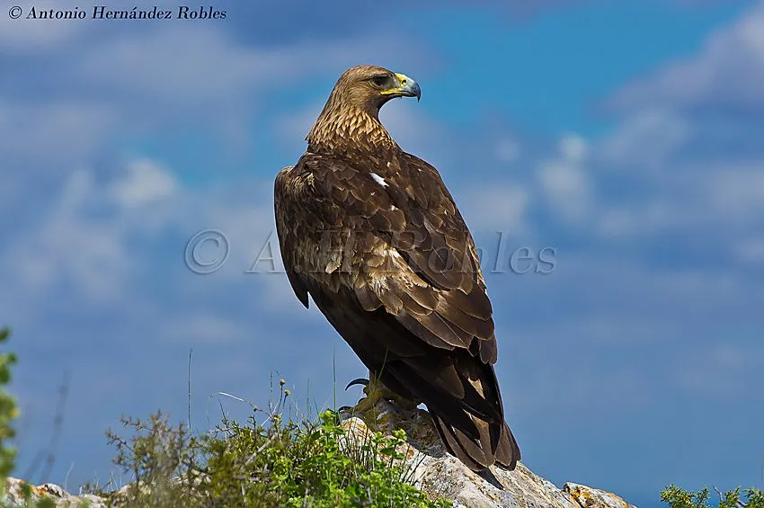 Fotografia de Vida Salvaje - Wildlife Photography: AGUILA REAL ...