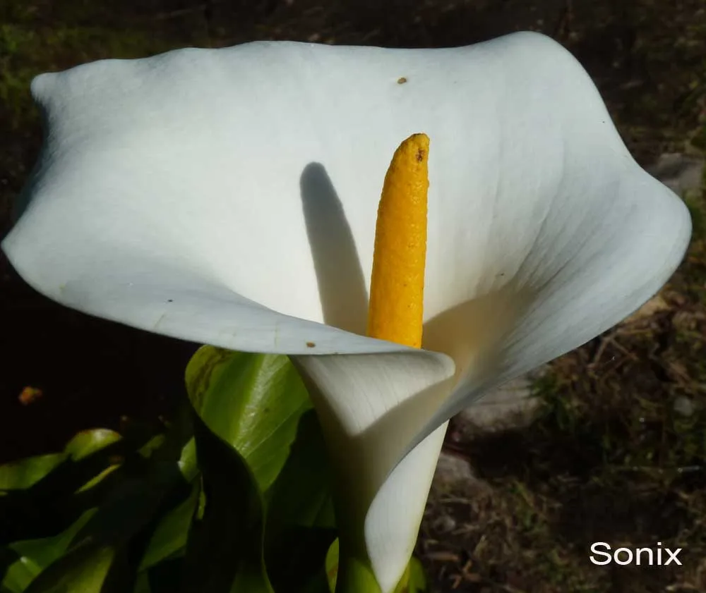 Fotografiando flores | Sonia Unleashed