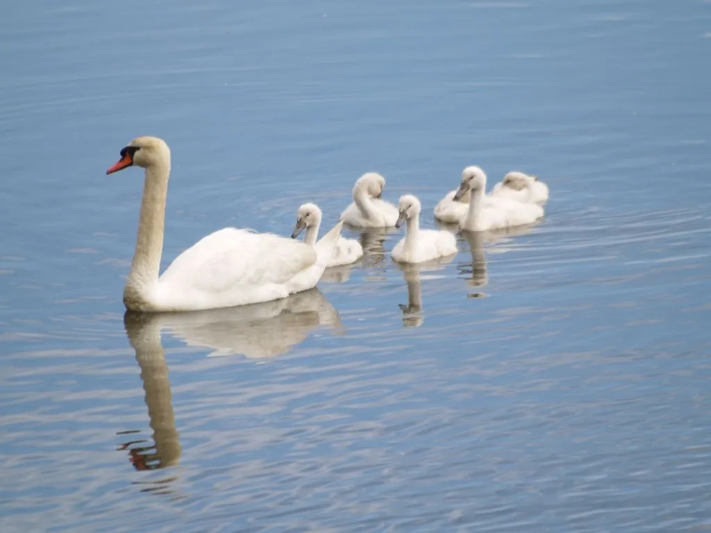 Fotografiando mi Mundo: Cisnes ... el ataque de las gaviotas