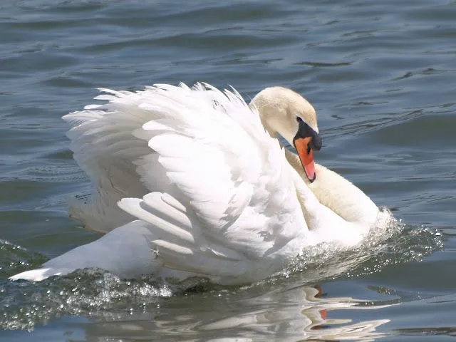 Fotografiando mi Mundo: Cisnes...los más grandes, en tamaño y en ...