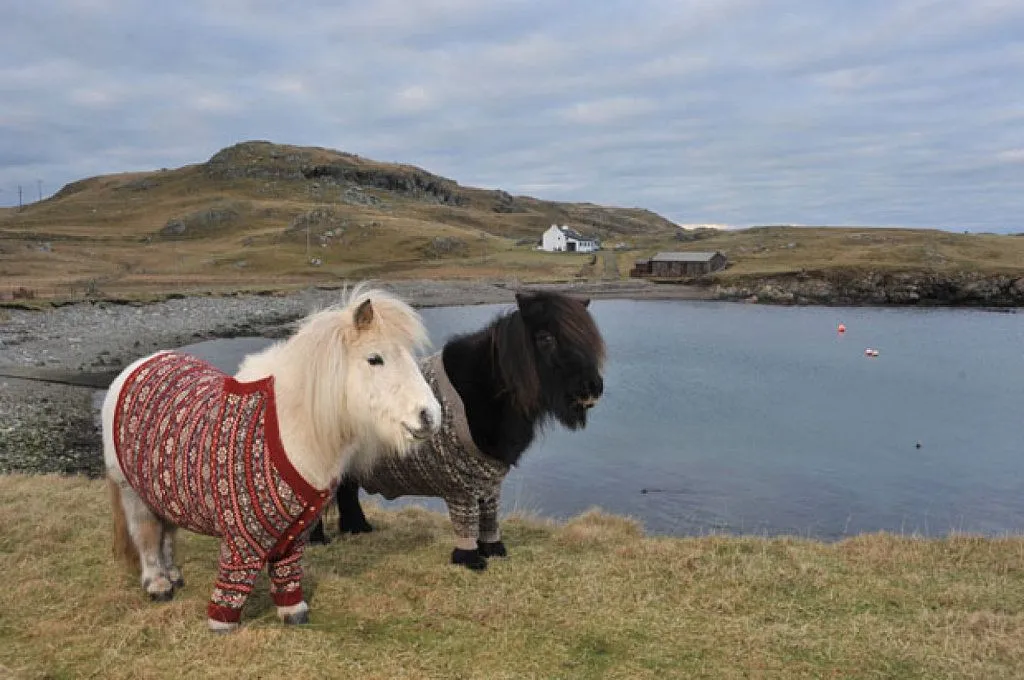 Fotografías de adorables ponis escoceses ataviados con cardigans ...