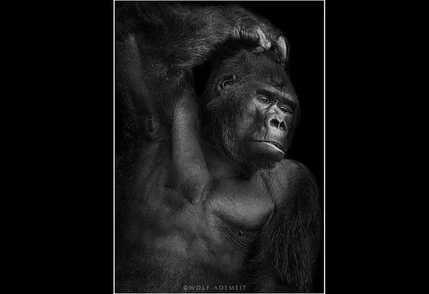 Fotografías de animales en Blanco y Negro: Maestros para posar ...