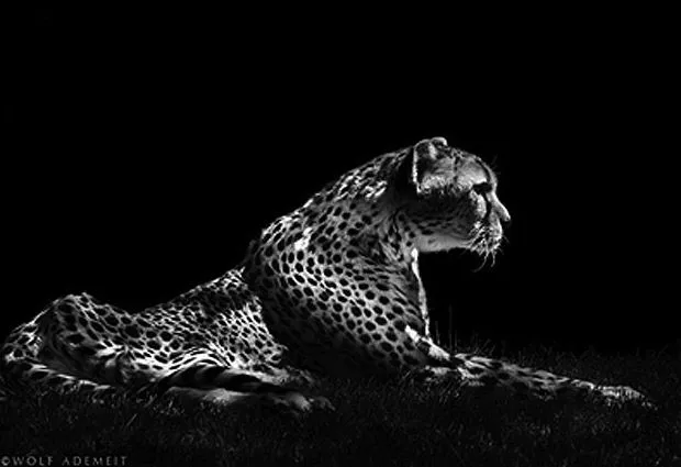 Fotografías de animales en Blanco y Negro: Maestros para posar ...