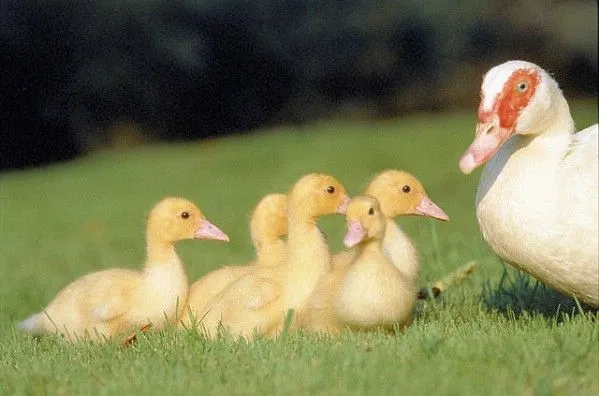 Fotografias de animales domesticos - Fotografias y fotos para imprimir