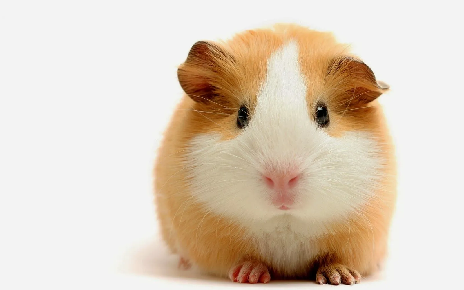 Fotografias de animales domesticos | Fotos Bonitas de Amor ...