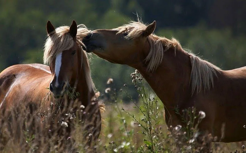 Fotografías de animales enamorados - Fotos Bonitas de Amor ...