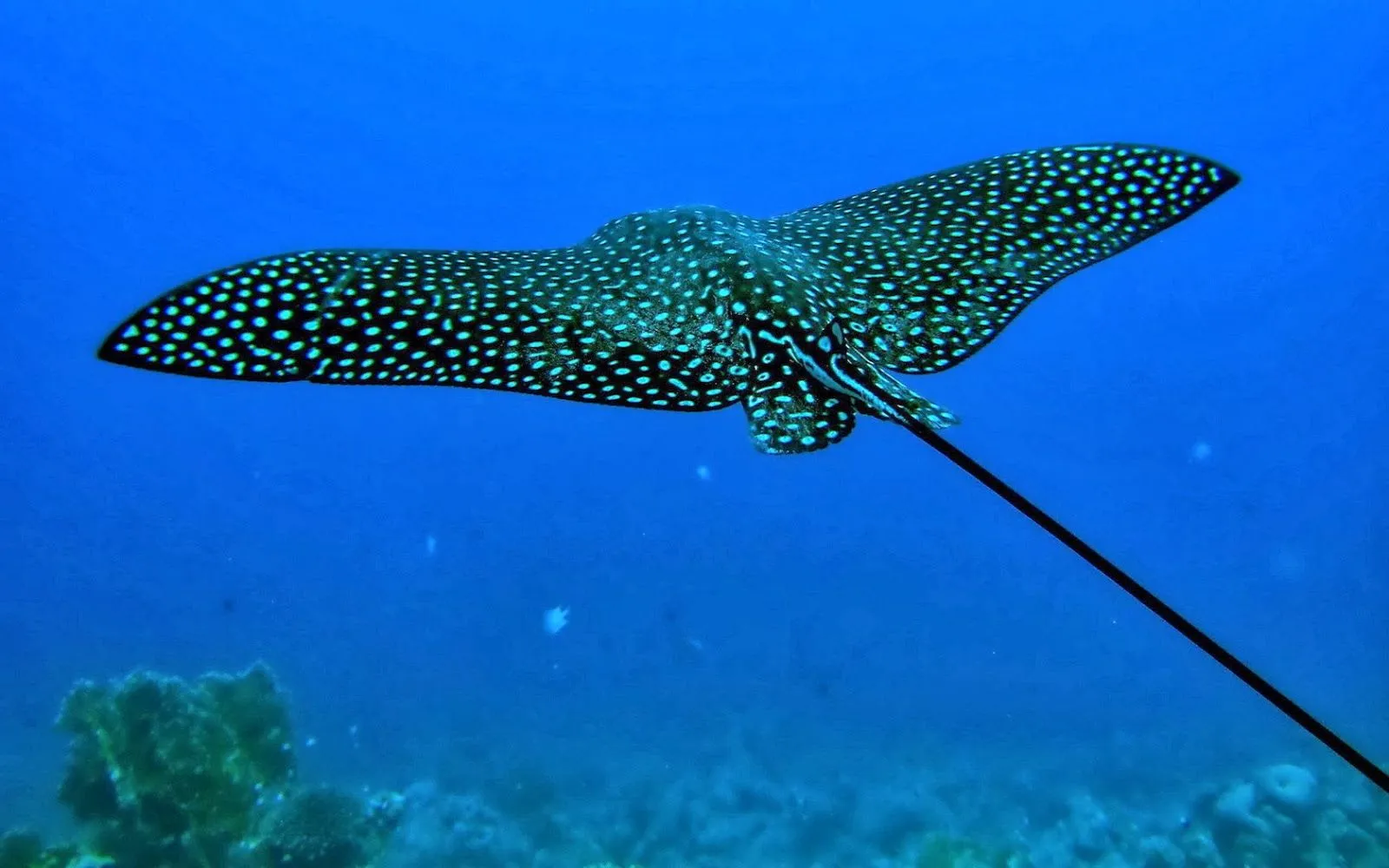 Fotografias de animales marinos | Fotos Bonitas de Amor | Imágenes ...