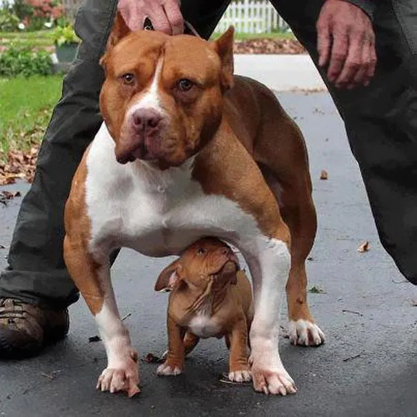 Fotografias De Animales Con Sus "Mini-me's" - Todos Son Adorables