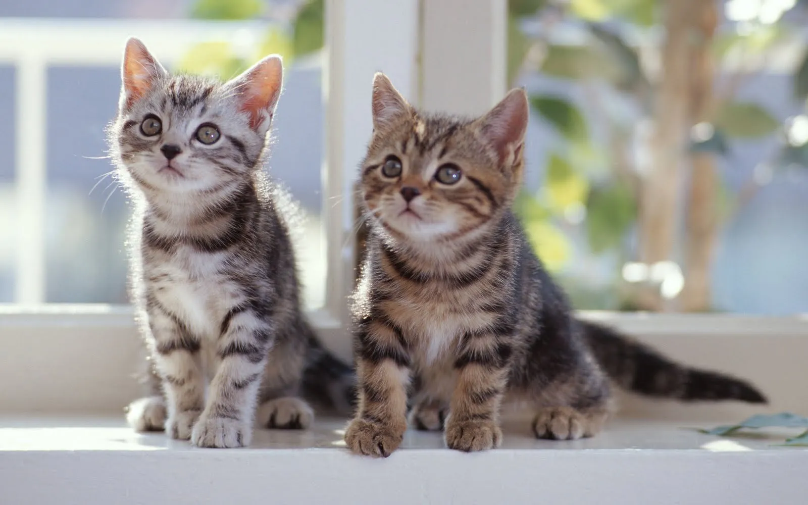 Fotografías de animales tiernos y salvajes I (14 fotos) | Banco de ...