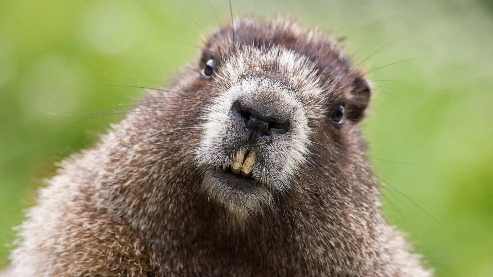 Fotografías de animales tiernos y salvajes I (14 fotos) | Enter ...