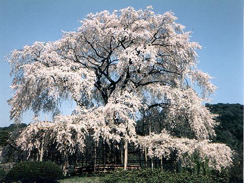 El espiritu de las plantas: La belleza de los parques japoneses ...