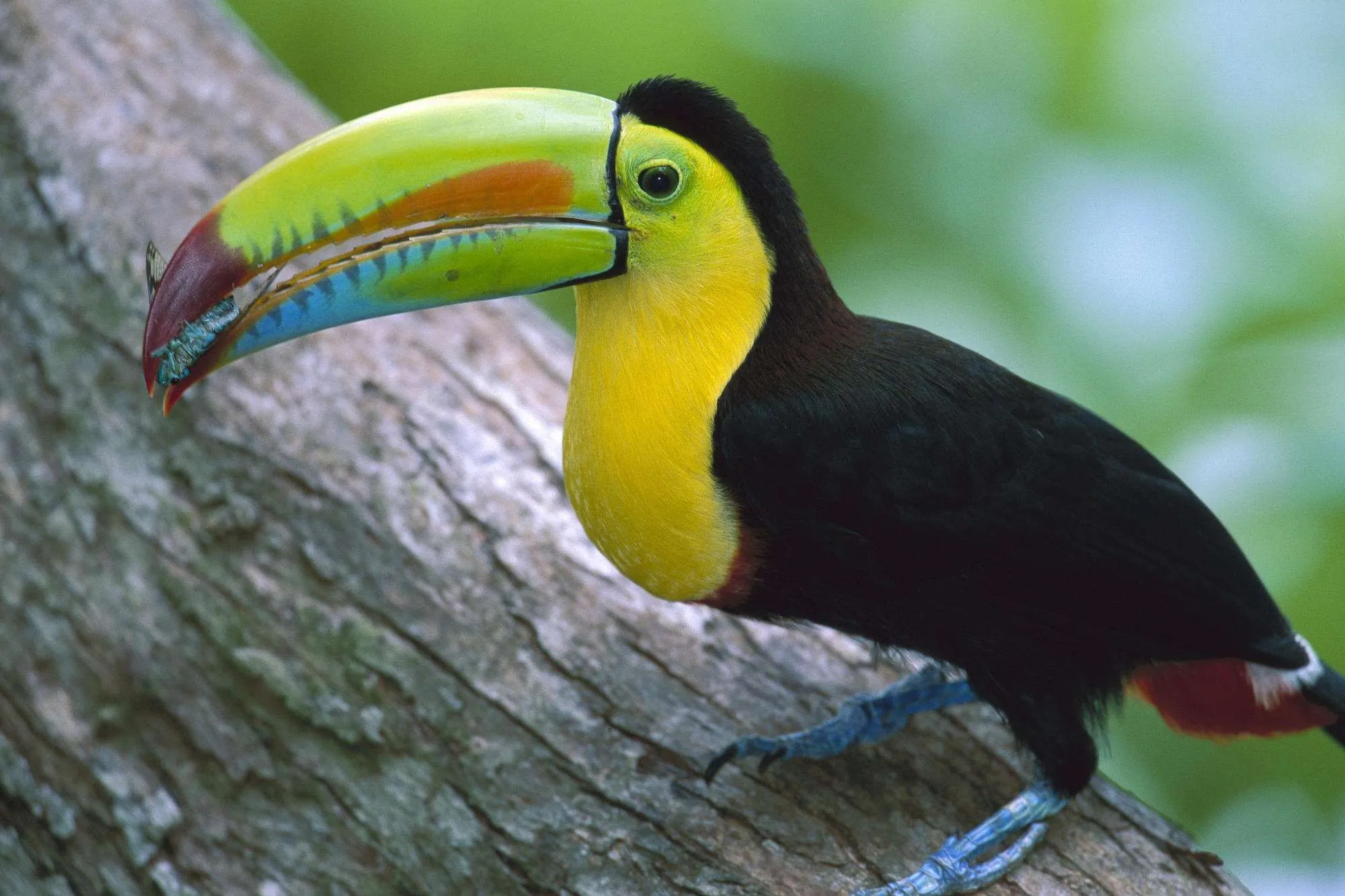  ... de Fotografias de Aves Calidad Alta – Loros – Pericos | Imagenes