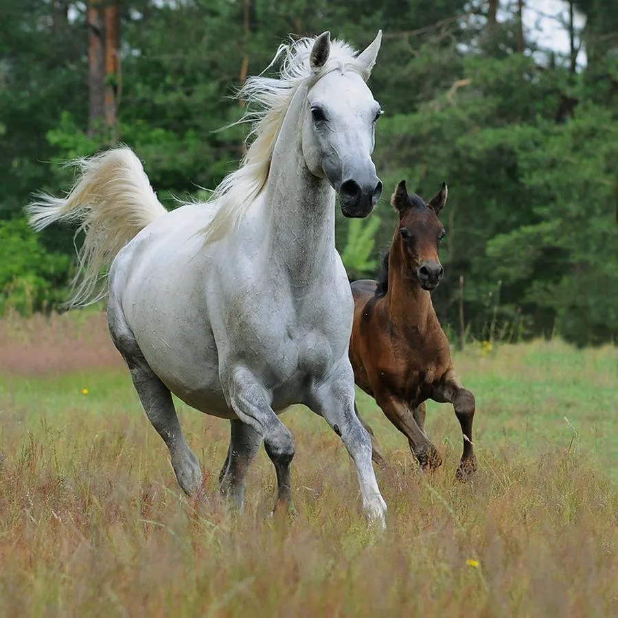 fotografias de caballos blancos - Fotografias y fotos para imprimir