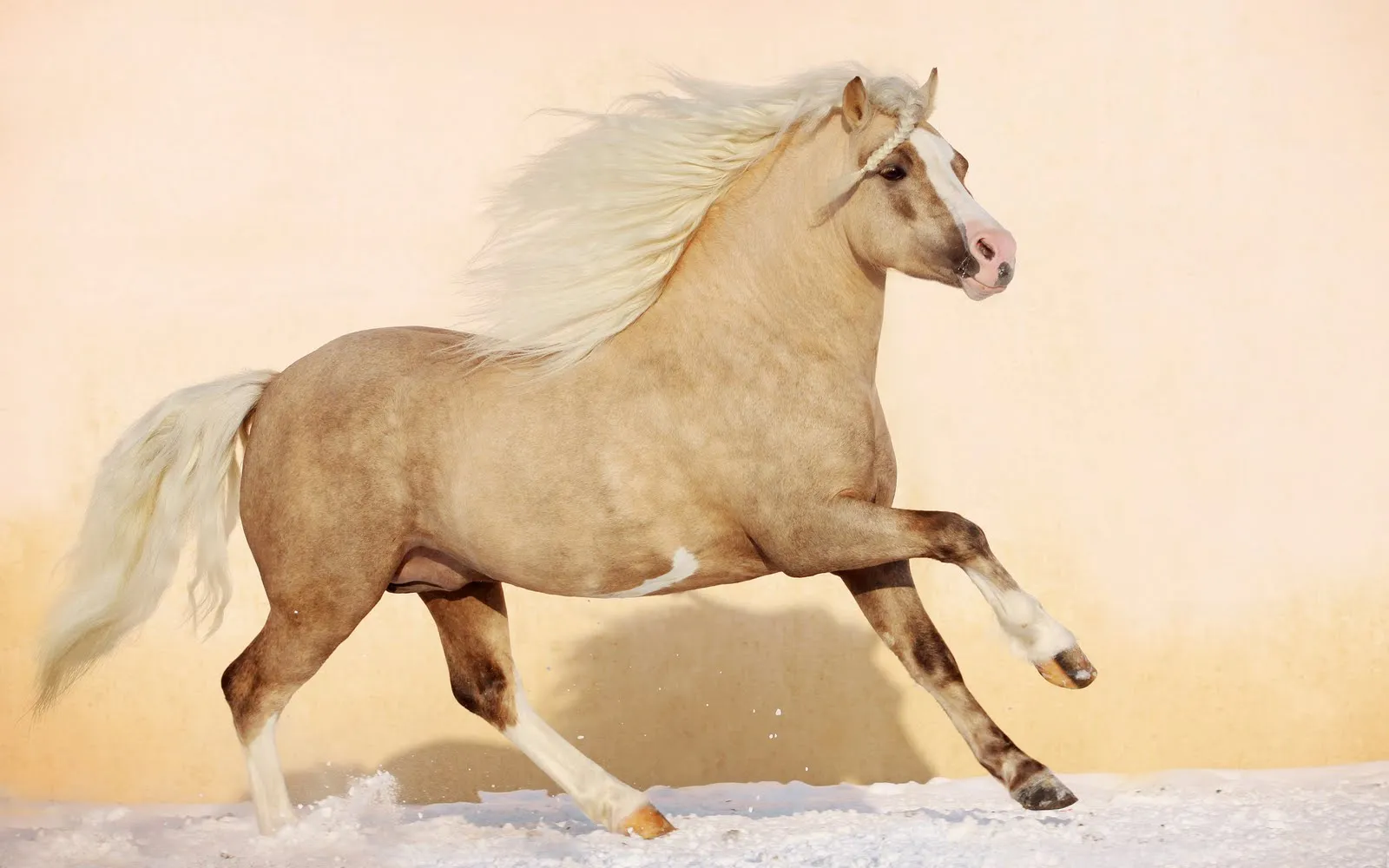 Fotografías de caballos I (Equinos de Pura Sangre) | Banco de Imagenes