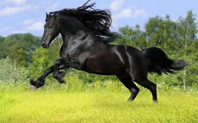 Fotografias de caballos hermosos - Imagui