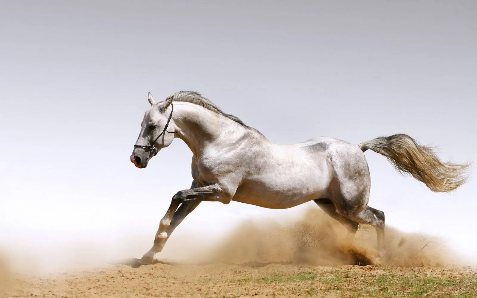 Fotografías de caballos III (Equinos de Pura Sangre) | Banco de ...