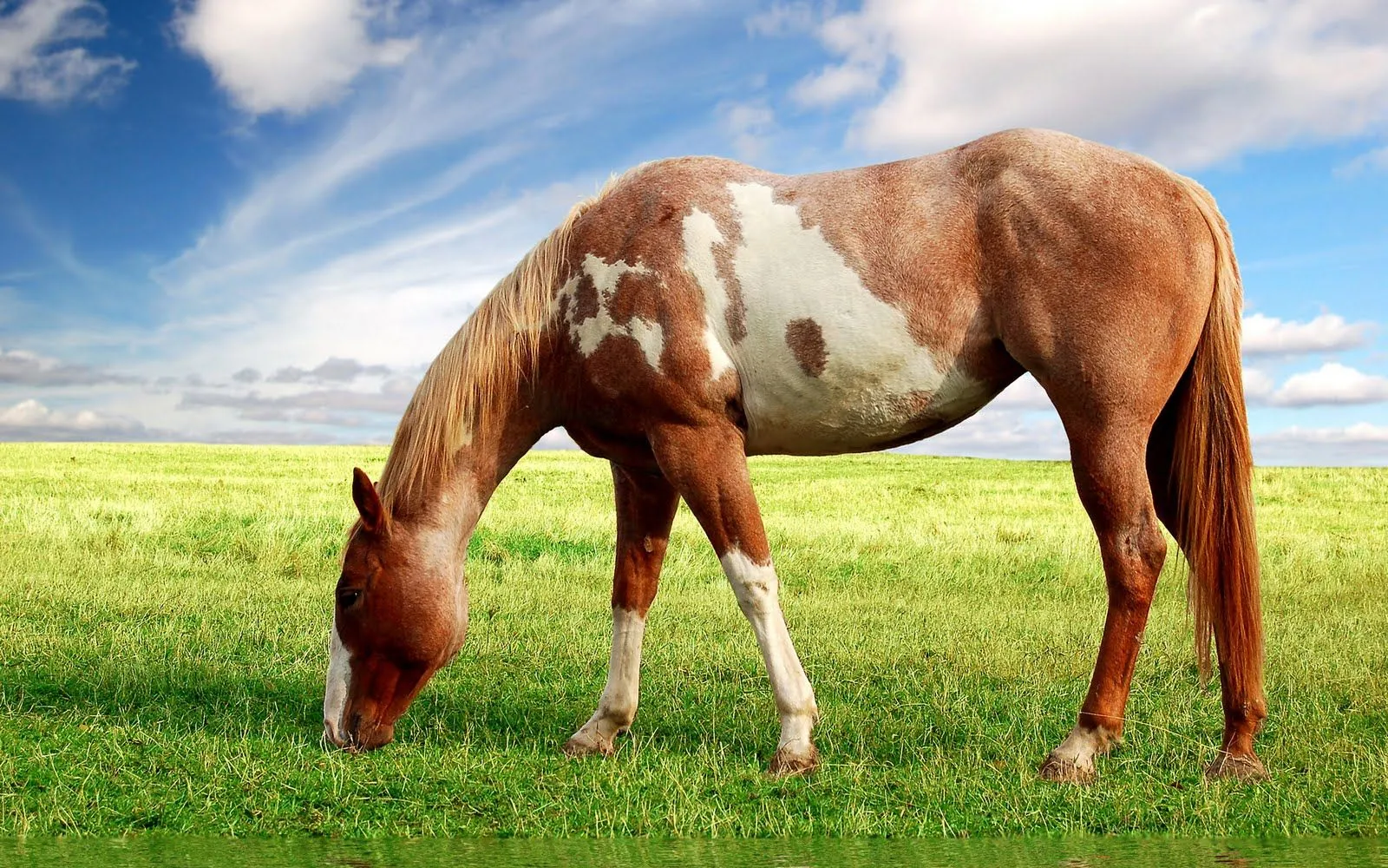 Fotografías de caballos VI (Equinos de Pura Sangre) | Banco de ...