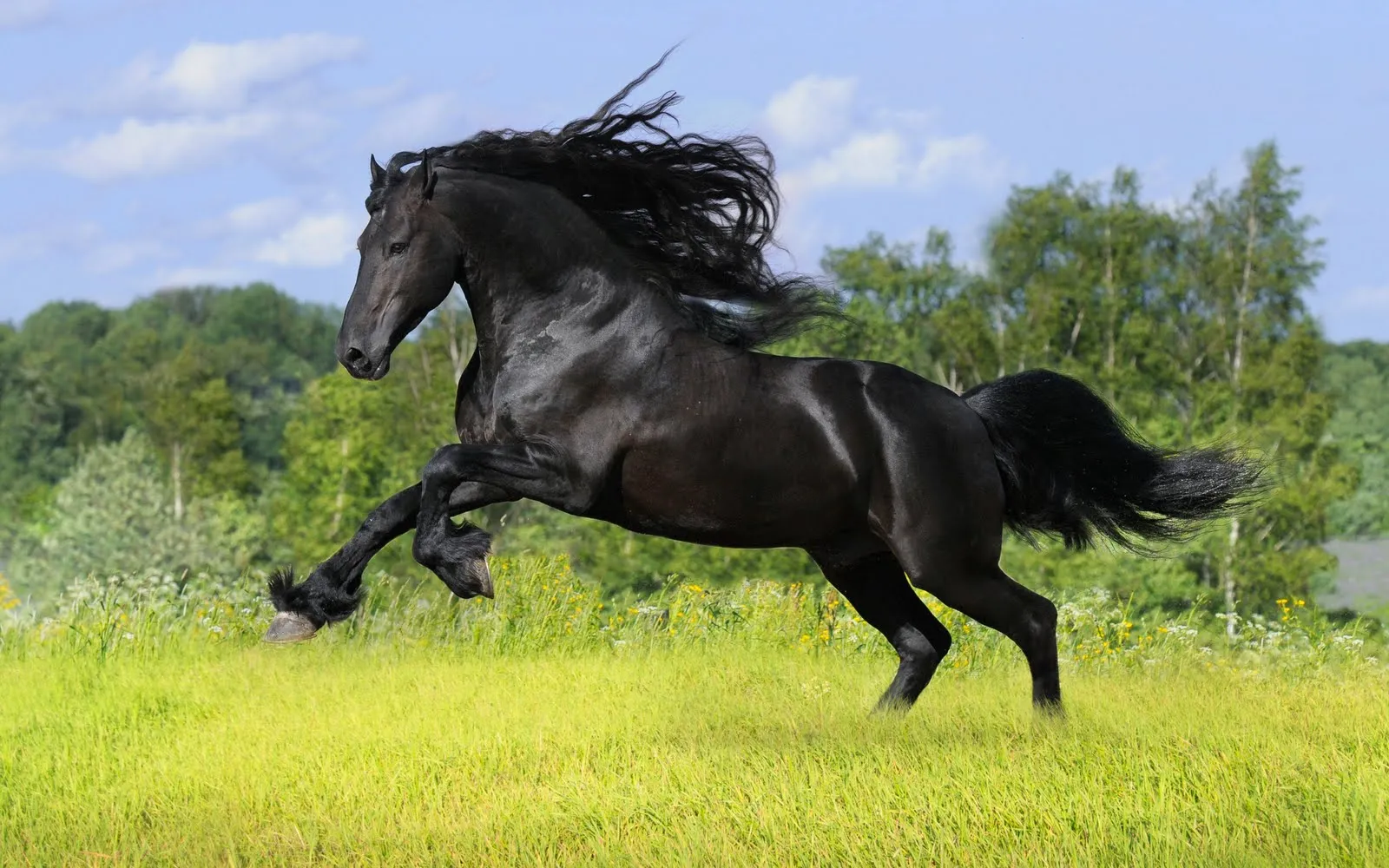 Banco de Imágenes Gratis: Fotografías de caballos VI (Equinos de ...