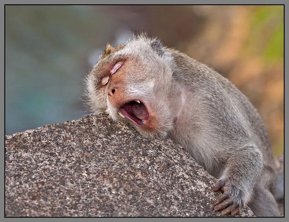 Fotografías de changos, monos, simios y primates | Banco de Imagenes