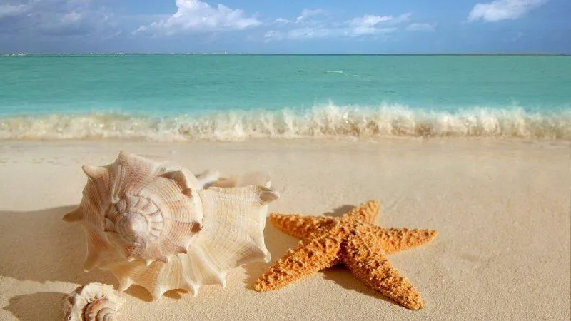 fotografias de conchas de mar - Fotografias y fotos para imprimir