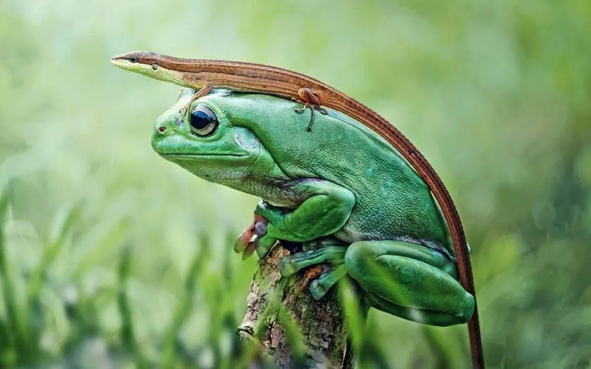 Fotografías de distintos tipos de anfibios | Fotos Bonitas de Amor ...