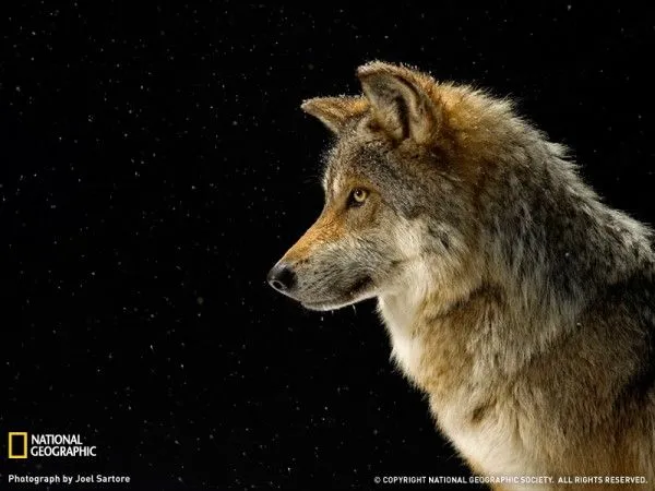 Fotografías espectaculares de National Geographic (1). – Misterios