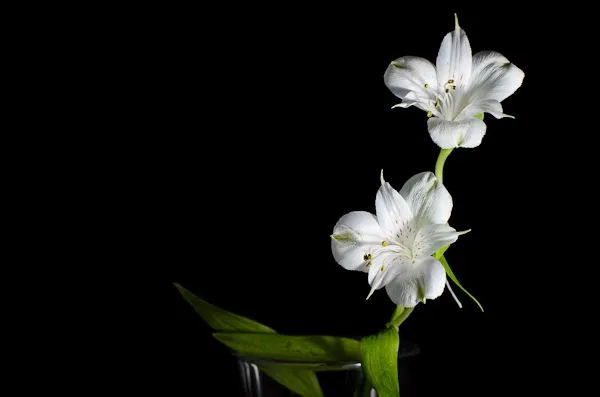 Cómo Conseguir Realizar Fotografías Con Un Fondo Completamente Negro