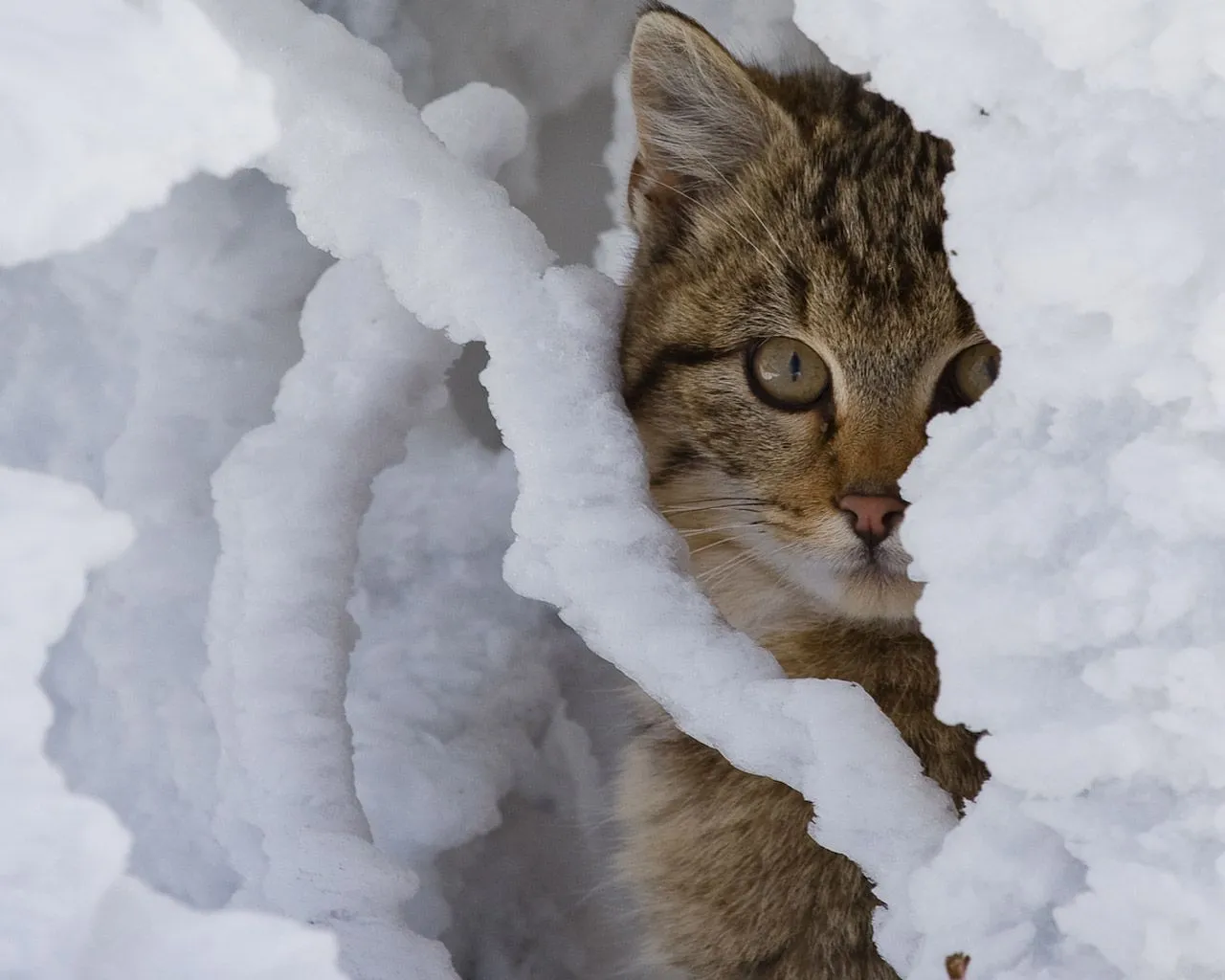  ... fotografias: Fotos de gatitos muy tiernos III (12 imágenes gratis