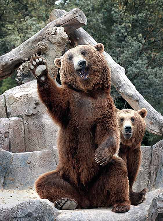 Fotográfias ganadoras de concurso en el Zoo Aquarium de Mad - Taringa!