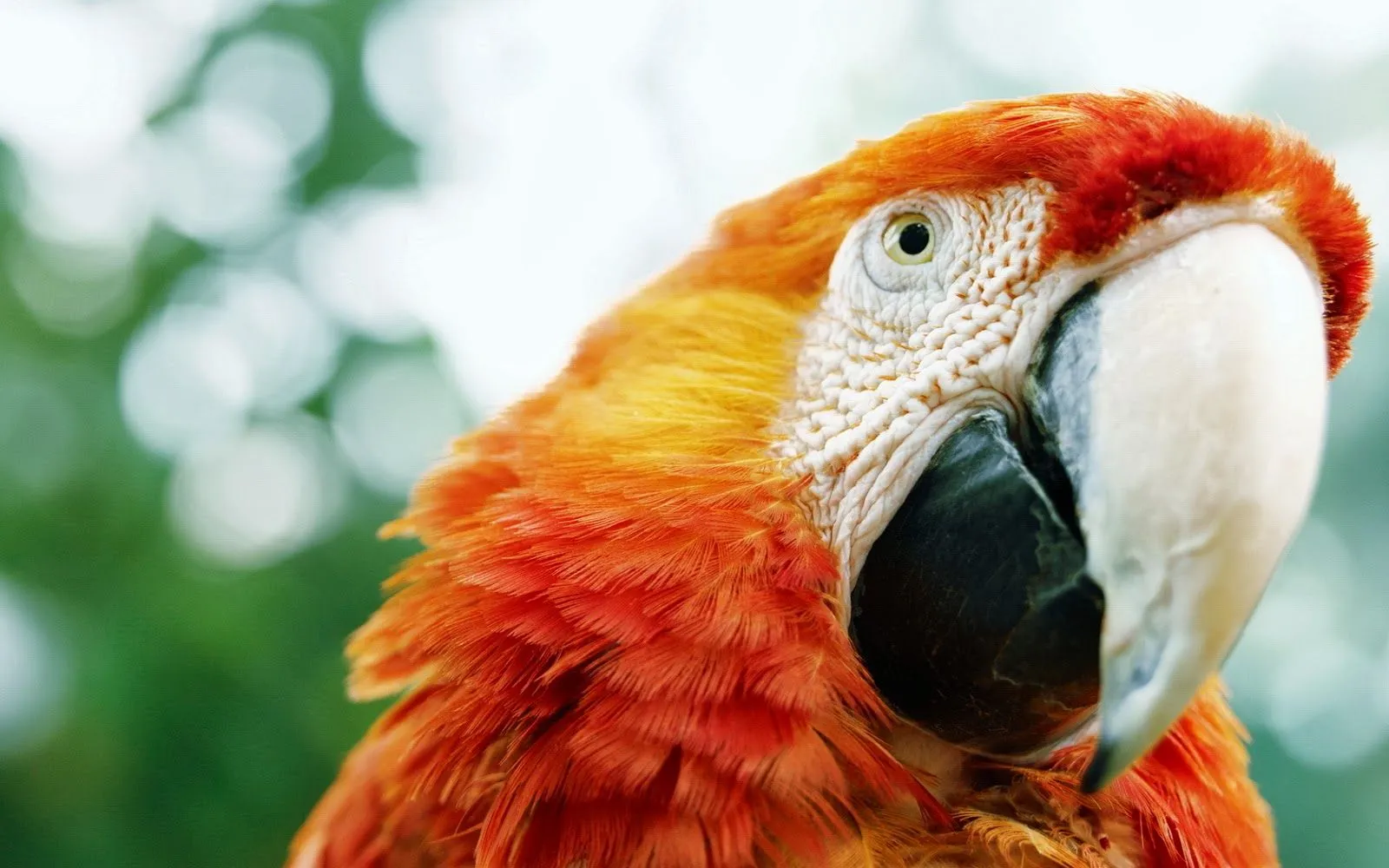 Fotografias de loros | Fotos Bonitas de Amor | Imágenes Bonitas de ...