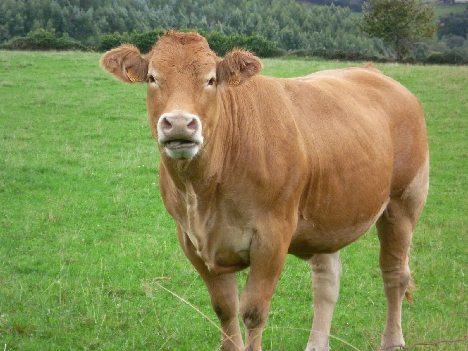 Fotografías sobre un marco viejo: Animales sagrados