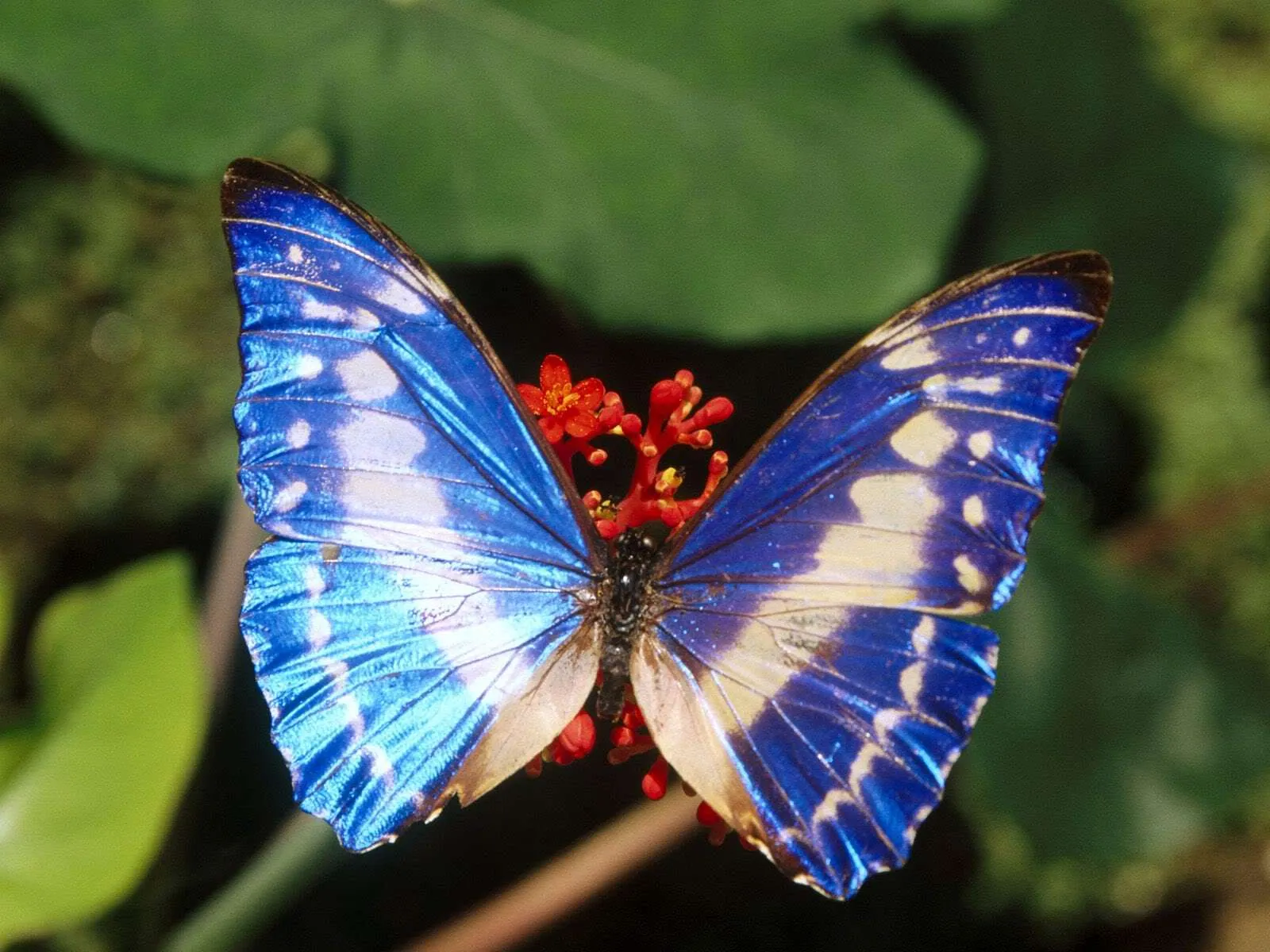 Fotografías de Mariposas Azules – Rojas – Anaranjadas – Negras ...